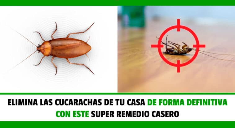 Elimina las Cucarachas de tu Casa de Forma Definitiva con este Super Remedio Casero - Manuales PDF Online