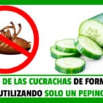 Libérate de las Cucarachas de Forma Fácil utilizando 1 Pepino - Manuales PDF Online