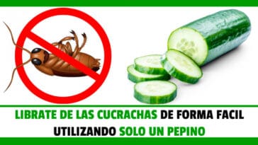 Libérate de las Cucarachas de Forma Fácil utilizando 1 Pepino - Manuales PDF Online